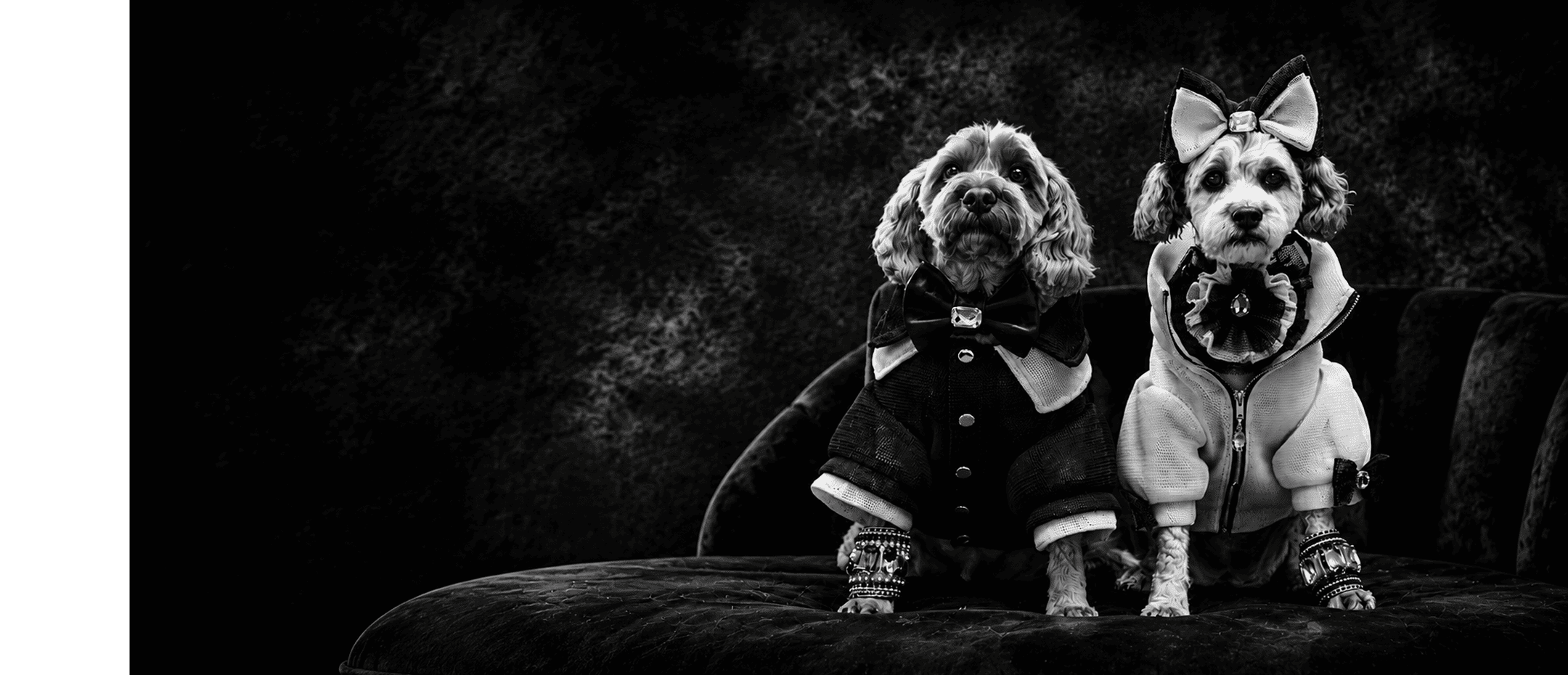 Angus and Layla Cavoodle dog models wearing formal luxury pet fashion in a black and white portrait