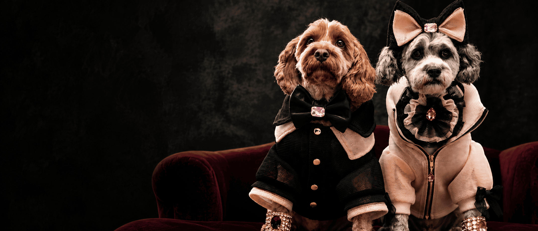 Angus and Layla Brisbane Cavoodle dog models wearing elegant black and cream luxury pet fashion