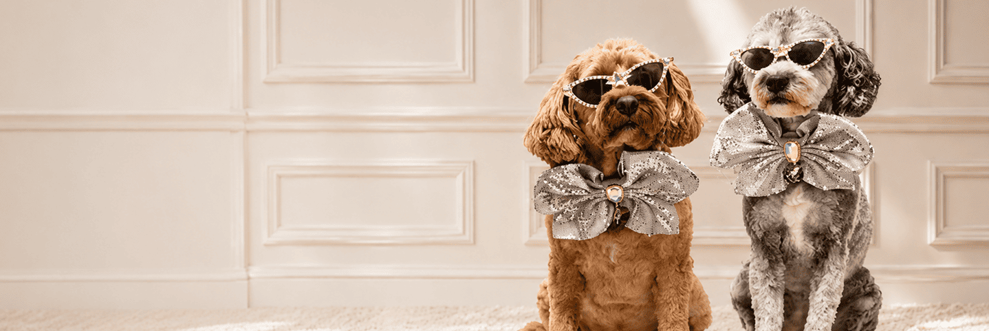 Angus and Layla Brisbane Cavoodle dog models wearing silver statement bows and luxury sunglasses