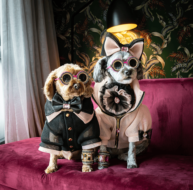 Two dogs dressed in high-end luxury outfits and round glasses sitting on a plush sofa