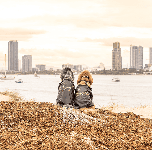 Two dogs sitting together on a beach looking towards a city skyline during sunset