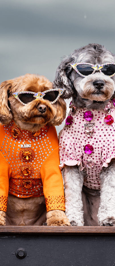 Two dogs wearing rhinestone-embellished orange and pink luxury outfits with cat-eye sunglasses