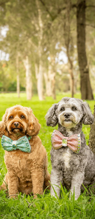 Two small dogs wearing stylish patterned bowties sitting in a green grassy park