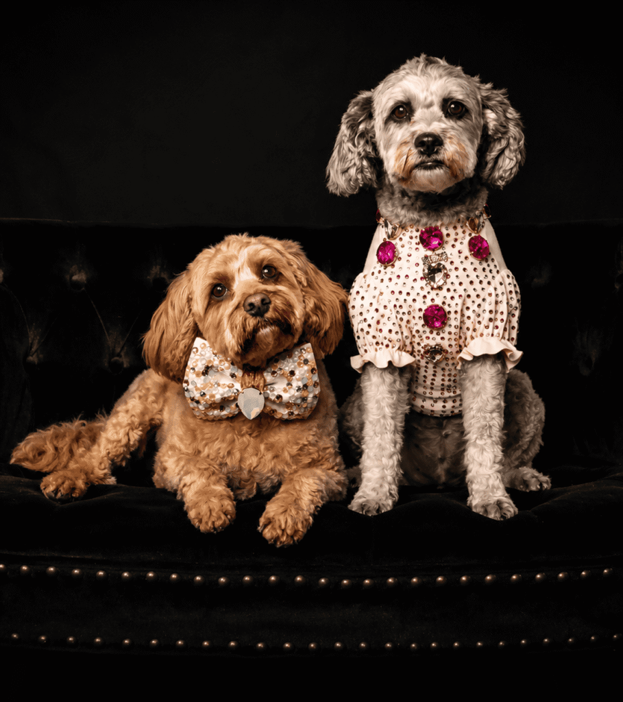 Two stylish dogs, one in a floral bowtie and one in a pink jewel-studded top, sitting on a black velvet couch
