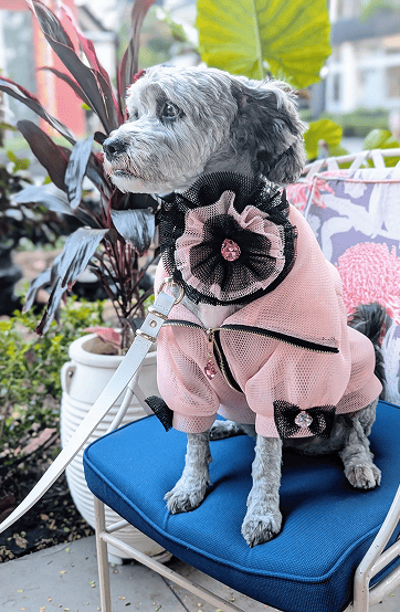 A dog dressed in a stylish pink coat sitting comfortably in a hospitality venue