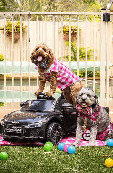 A dog in a pink shirt standing on top of a mini ride-on toy car outdoors