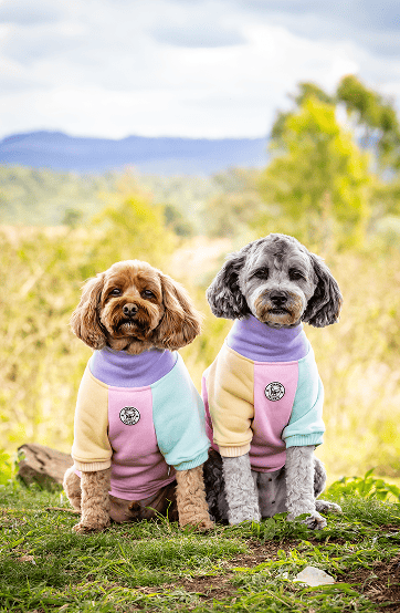 Two small dogs wearing matching pastel sweaters sitting together outdoors